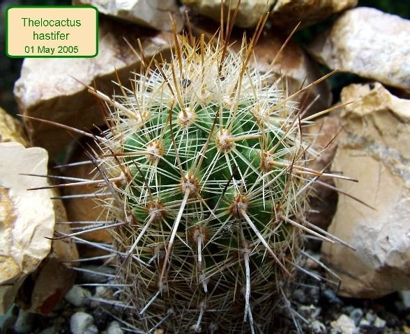 Thelocactus _hastifer _01